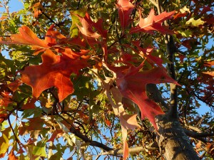 fallfoliage